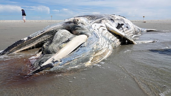 Ein verendeter Buckelwal liegt am Strand von Sankt Peter-Ording. © Marius Harlinghaus/LKN.SH Foto: Marius Harlinghaus