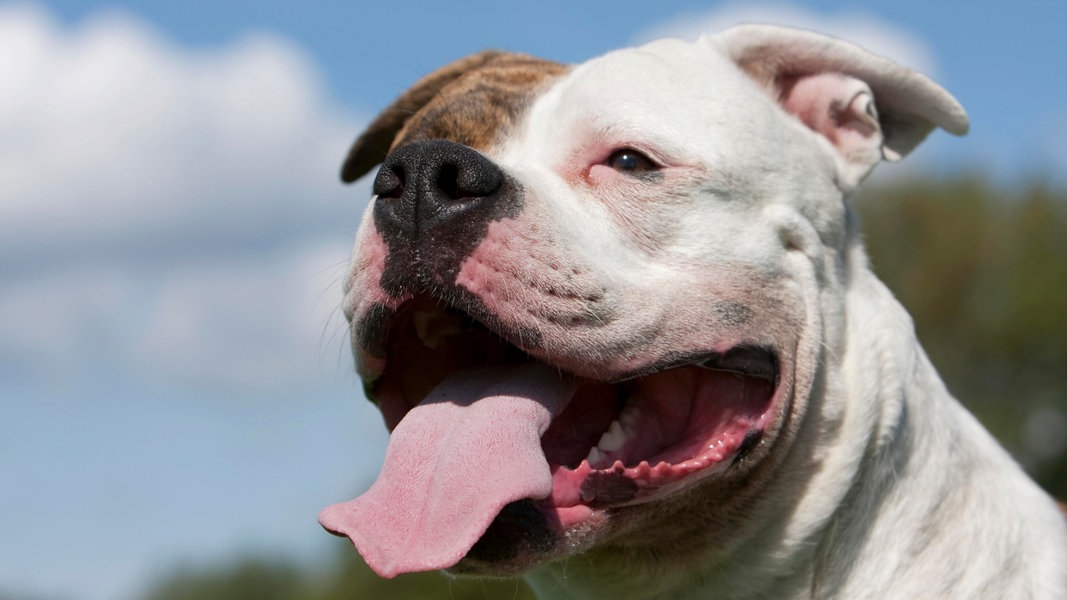 Eine amerikanische Bulldogge mit offenem Maul und heraushängender Zunge.