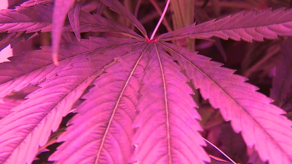 Eine Cannabis-Pflanze wächst unter speziellen Lichtbedingungen in einem speziellen Gewächshaus. © NDR 