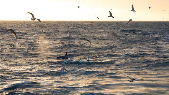 Ein Orca umgeben von Möwen bei Sonnenuntergang. © Dutch Maritime Productions - Peter van Rodijnen Foto: Peter van Rodijnen