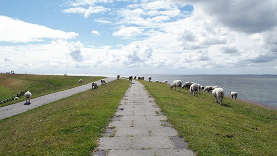 Schafe auf dem Deich der Nordseeinsel Nordstrand.  
