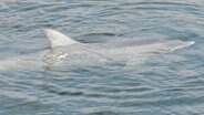 Ein Delfin schwimmt unter der Wasseroberfläche der Schleuse Kiel-Holtenau. © Maritimes Viertel e.V. Foto: Rüdiger Bock