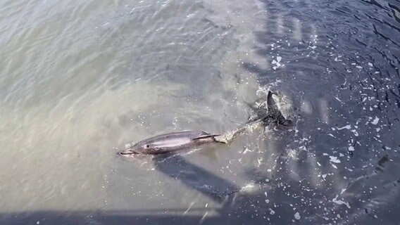 Der Delfin von oben fotografiert im Wasser. © Schutzstation Wattenmeer Foto: Jill-Marie Langer