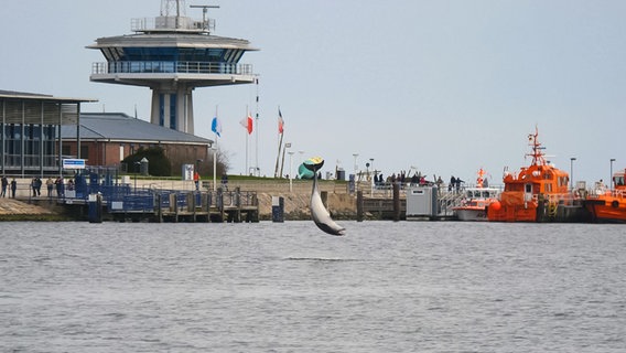 Ein Delfin springt aus der Trave im Hafen von Travemünde. © Daniel Friederichs 