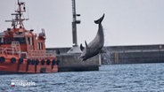 Ein Delfin macht einen Luftsprung in Lübeck-Travemünde. © NDR Nutzer: Andreas Benzin 