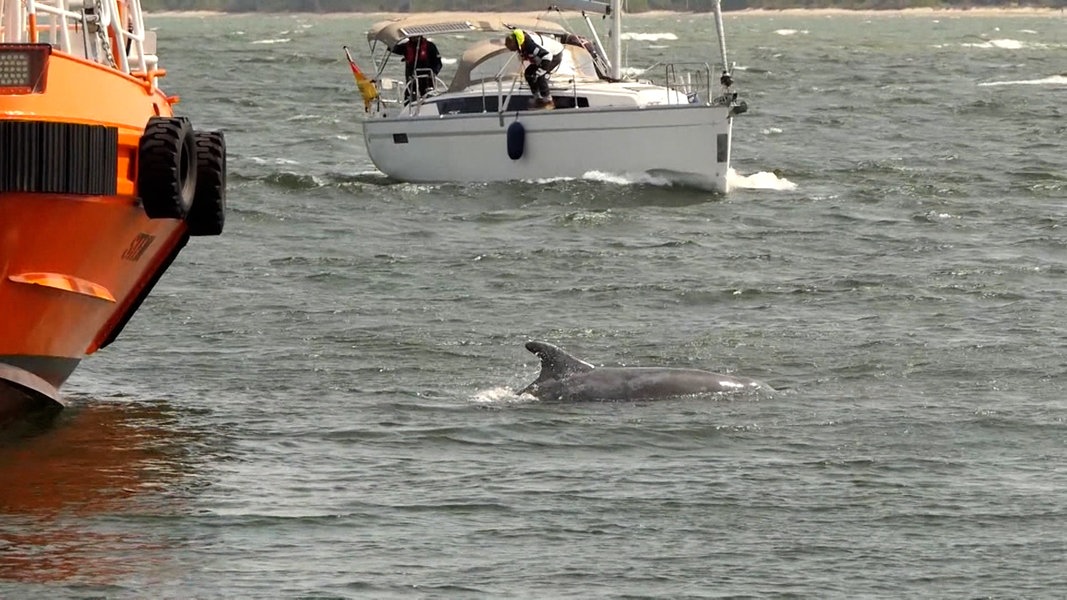 Ein Delfin in der Lübecker Bucht.