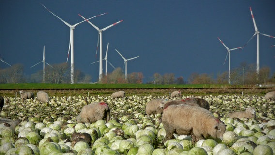 Schafe stehen auf einem Kohlfeld vor Windkrafträdern in Dithmarschen. © NDR Foto: Stefan Boehnke