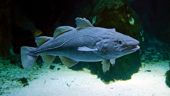 Ein Doorsch, Kabeljau (Gadus morhua) im Ozeaneum, Hansestadt Stralsund © picture alliance / imageBROKER Foto: Ingo Schulz