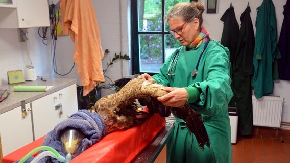 Eine Veterinärin untersucht den Flügel eines Seeadlers © Wildpark Eekholt Foto: Wolf v. Schenck