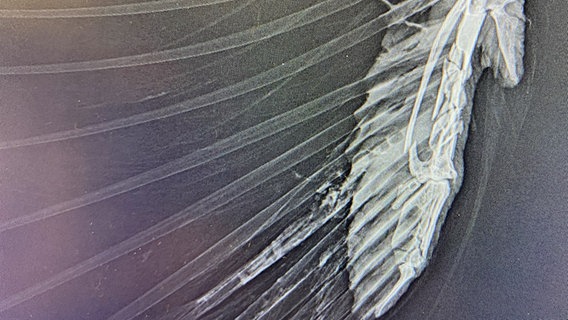 Röntgenaufnahme eines Seeadlerflügels © Wildpark Eekholt Foto: Wolf v. Schenck