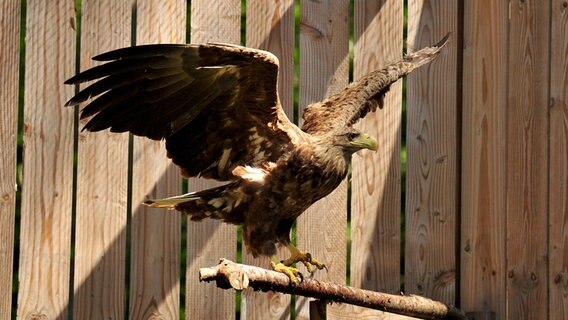 Der Seeadler breitet seine Schwingen wieder aus. © Wildpark Eekholt Foto: Wolf v. Schenck