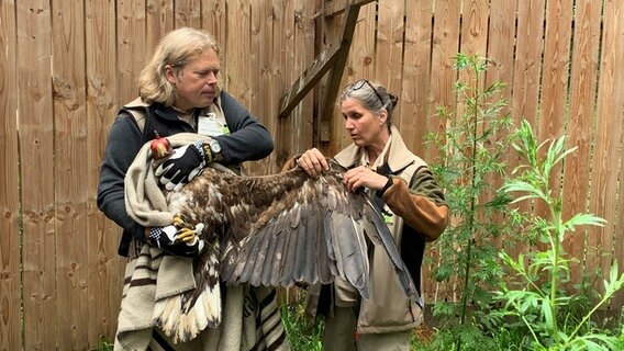 Der Seeadler wird von Wolf v. Schenck festgehalten © NDR Foto: Lena Haamann