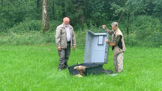 Der Seeadler sitzt in der geöffneten Transportbox im Freien © NDR Foto: Lena Haamann