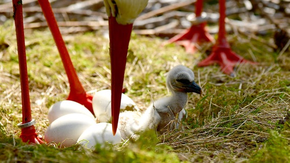 Storchenküken schlüpfen im Wildpark Eekholt. © Wildpark Eekholt Foto: Wolf v. Schenck