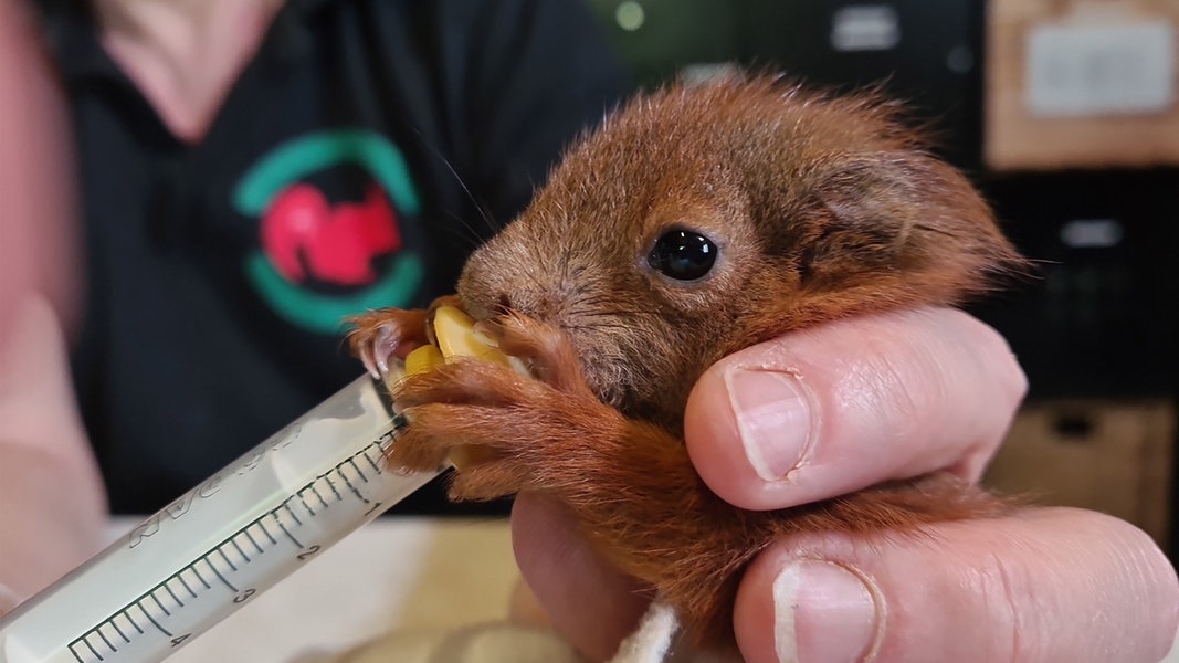 Eichhörnchen brauchen Hilfe wegen Trockenheit