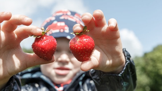 Ein Junge zeigt auf einem Feld seine ersten dieses Jahr selbst geernteten Erdbeeren.  Foto: Markus Scholz