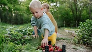 Zwei Kinder pflücken Erdbeeren. © imago images / Westend61 