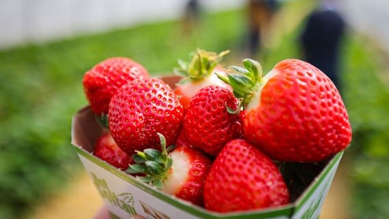 Frisch geerntete Erdbeeren in kleinen Schalen auf Hof Soltau in Barsbüttel. © dpa-Bildfunk Foto: Christian Charisius