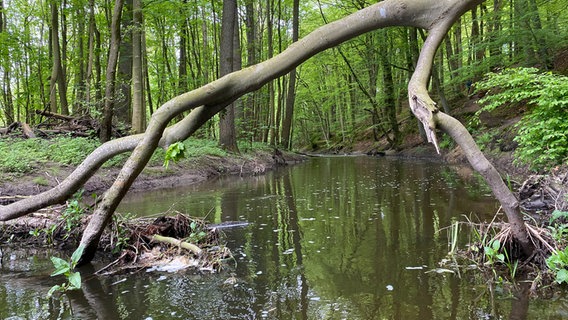 Ein Fluss über den ein toter Baum gefallen ist © NDR Foto: Fabian Boerger