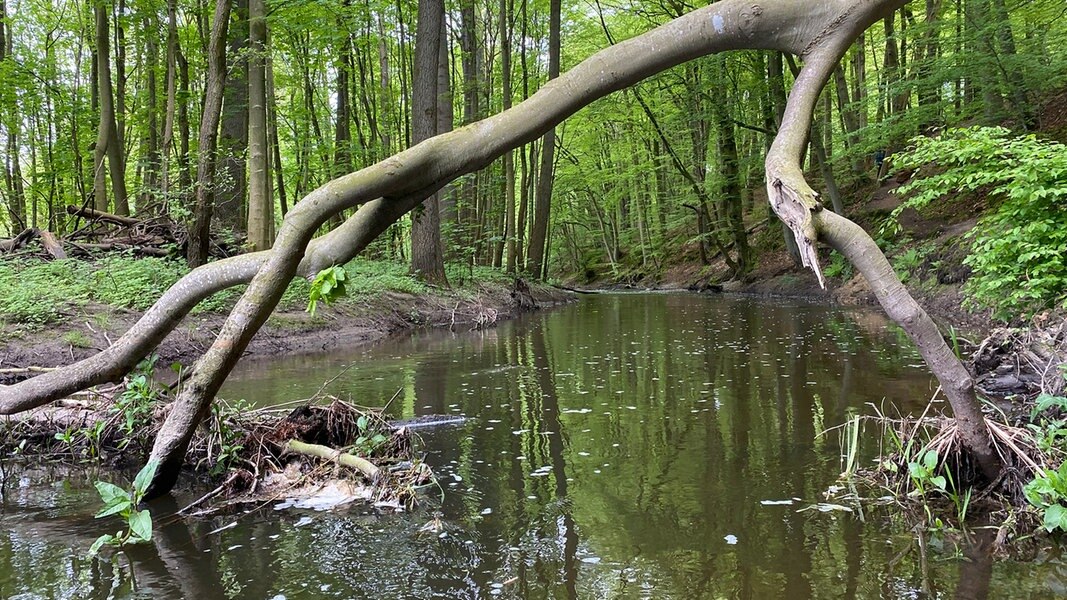 Ein Fluss über den ein toter Baum gefallen ist