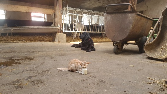 Katze und Hund liegen in Kuhstall © NDR Foto: Cassandra Jane Arden