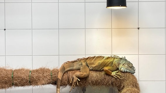 Ein Leguan liegt unter einer UV-Lampe auf einem Ast in seinem Terrarium. © NDR Foto: Simone Mischke