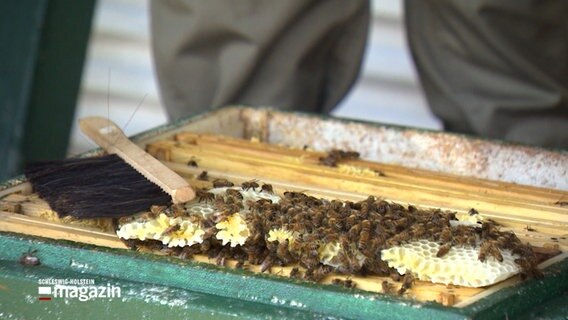 Hunderte Bienen sitzen auf einer Wabe  