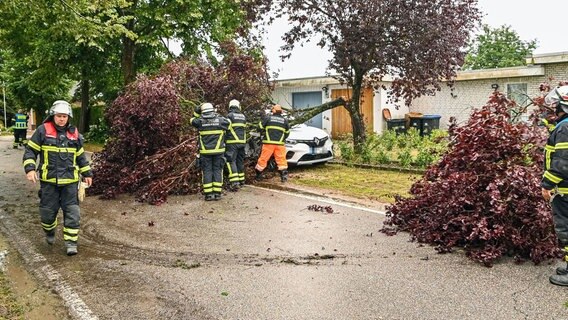 Feuerwehrleute arbeiten an einem Wagen, der fast vollständig von einem umgeknickten Baum verdeckt ist. © Arne Jappe Foto: Arne Jappe