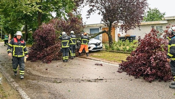 Feuerwehrleute arbeiten an einem Wagen, der fast vollständig von einem umgeknickten Baum verdeckt ist. © Arne Jappe Foto: Arne Jappe