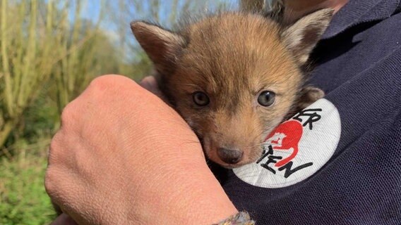 Fuchswelpe "Fiete" wird in der Wildtierauffangstation Klein Offenseth-Sparrieshoop gepflegt. © Wildtier- und Artenschutzzentrum Foto: Katharina Erdmann/Wildtier- und Artenschutzzentrum