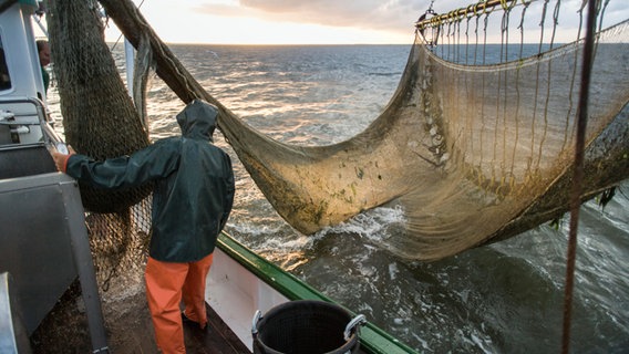 Fangfahrt eines Krabbenkutters auf der Nordsee vor Büsum im Kreis Dithmarschen. © picture alliance | imageBROKER Foto: Oliver Ring