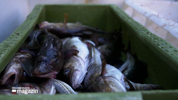 Tote Fische liegen in einem Korb. © NDR 