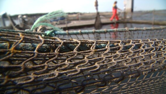 Ein Fischernetz ragt aus dem Wasser.  