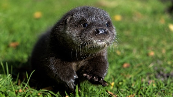 Baby otter Henry is out and about at Klein Offenseth-Sparrieshoop Wildlife and Species Conservation Centre.  © Wildlife and Species Conservation Center Klein Offenseth-Sparrieshoop 