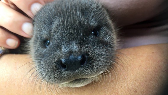 Das Fischotterbaby Henry sitzt in der Wildtier-und Artenschutzzentrum Klein Offenseth-Sparrieshoop auf dem Unterarm einer Mitarbeiterin. © Wildtier- und Artenschutzzentrum Klein Offenseth-Sparrieshoop 