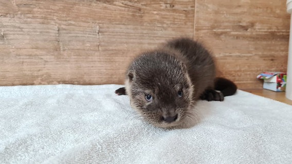 Fischotterbaby Henriette sitzt im Wildtier-und Artenschutzzentrum Klein Offenseth-Sparrieshoop auf einem Handtuch © Wildtier- und Artenschutzzentrum Klein Offenseth-Sparrieshoop 