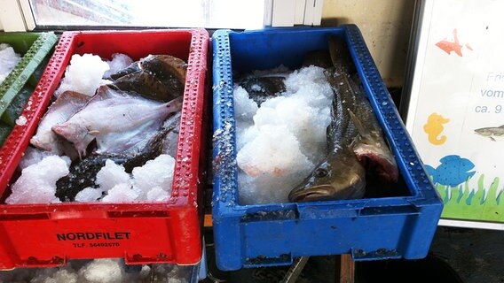Frisch gefangener Fisch in Plastikisten. © NDR Foto: Jan Bastick
