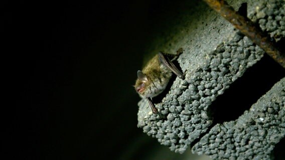 Eine Fledermaus sitzt an einem Stein in einem Gebäude bei Dunkelheit. © NDR 