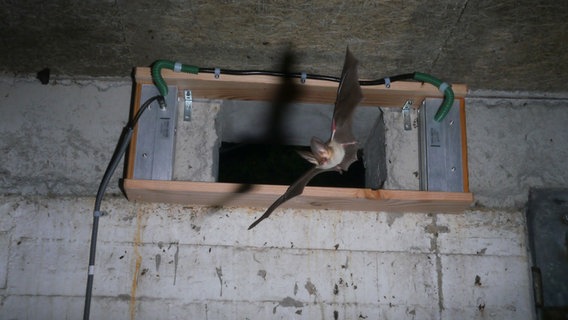 Eine Fledermaus fliegt in einen Bunker. © Kreis Schleswig-Flensburg Foto: Kreis Schleswig-Flensburg