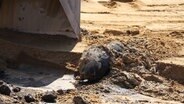 Ein Blindgänger einer Fliegerbombe liegt auf einem Platz mit Sand © Florian Sprenger Foto: Florian Sprenger
