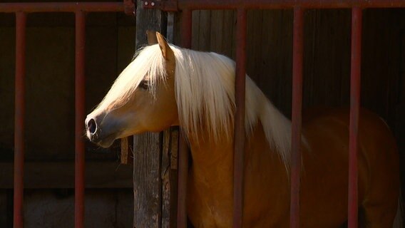 Ein dunkles Pferd mit weißer Mähne steht in einem Stall © NDR 