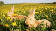 Zwei Hasen auf einer Frühlingswiese, fotografiert von Uta Borchert vom Theresienhof. © NDR.de Foto: Uta Borchert