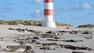 Ein Seehund liegt auf dem Strand der Düne von Helgoland © dpa - bildfunk Foto: Ingo Wagner