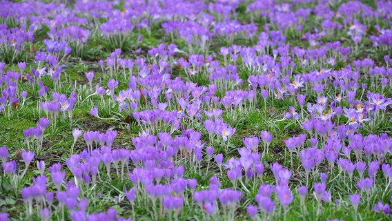 Krokusblüte © NDR Foto: Petya Halvadzhieva