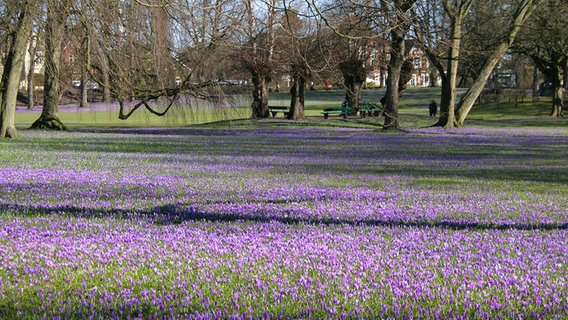 Krokusblüte in Husum © NDR Foto: Wiebke Gregersen