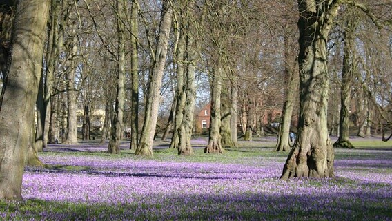 Krokusblüte in Husum © NDR Foto: Wiebke Gregersen