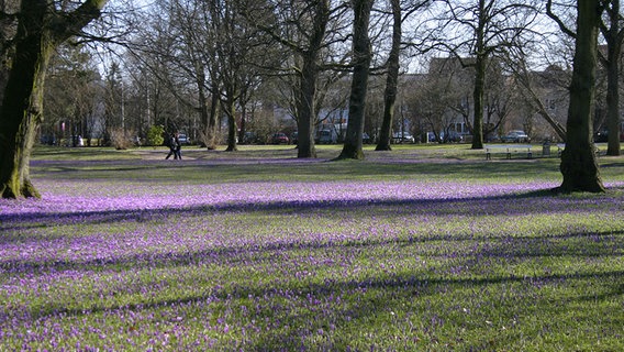 Krokusblüte in Husum © NDR Foto: Wiebke Gregersen