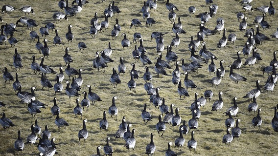 Weißwangengänse, Nonnengänse, (Branta leucopsis) auf einer Wiese in Westerhever. © picture alliance / imageBROKER Foto: Klaus-Dieter Möbus