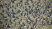 Weißwangengänse, Nonnengänse, (Branta leucopsis) auf einer Wiese in Westerhever. © picture alliance / imageBROKER Foto: Klaus-Dieter Möbus