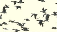 Gänse fliegen am Himmel. © NDR 